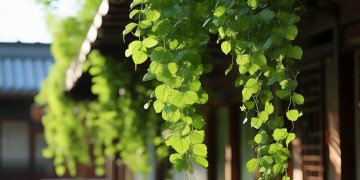 物业挂的艾叶叫什么呢？